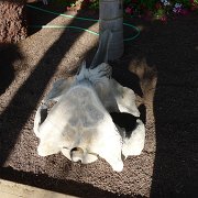 Baja2011 093 : Baja2011